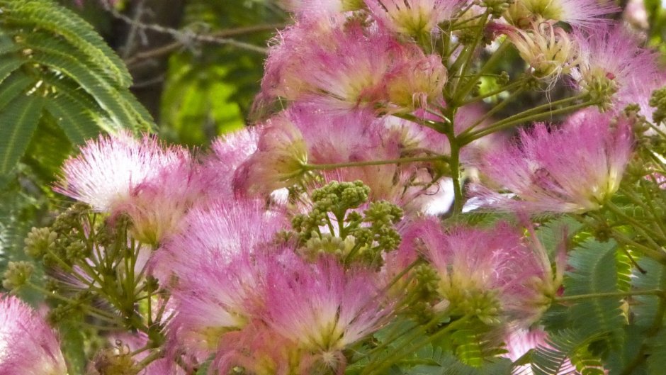 Розовые пушистые цветы
