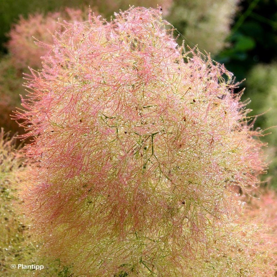 Скумпия Кожевенная (Cotinus coggýgria)