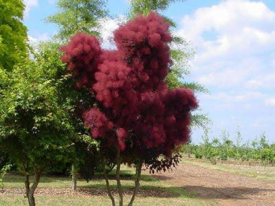Скумпия Кожевенная дерево