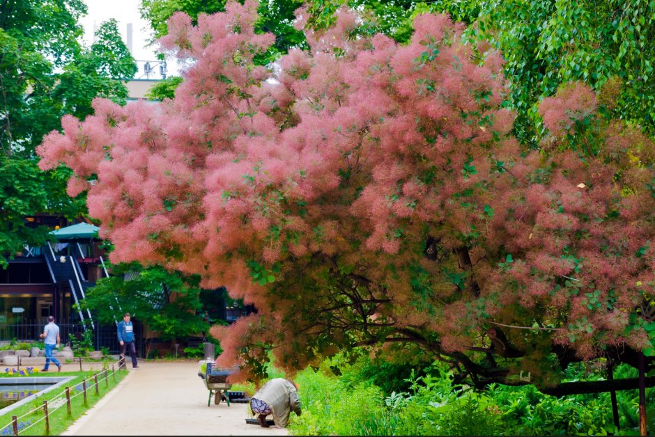 Дерево с розовыми пушистыми цветами
