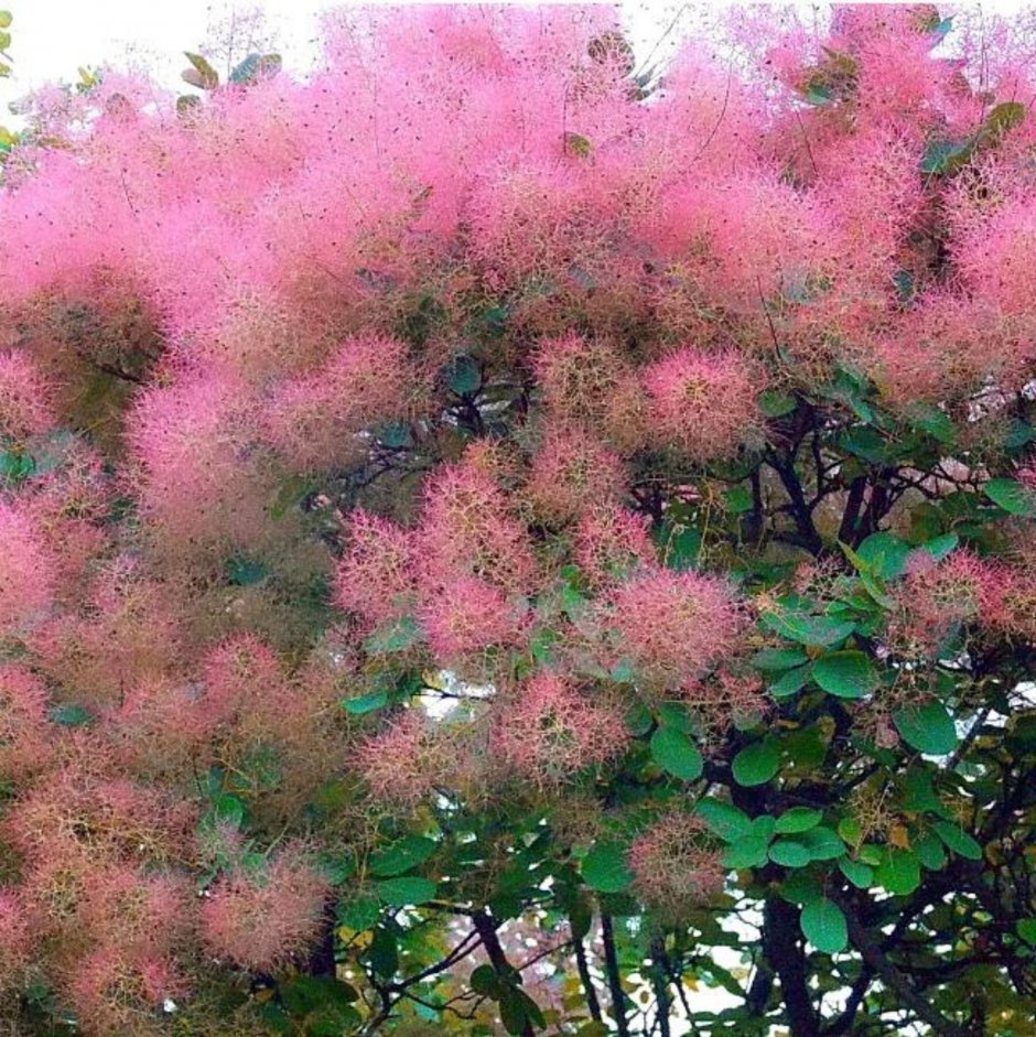 Скумпия Кожевенная Cotinus coggygria