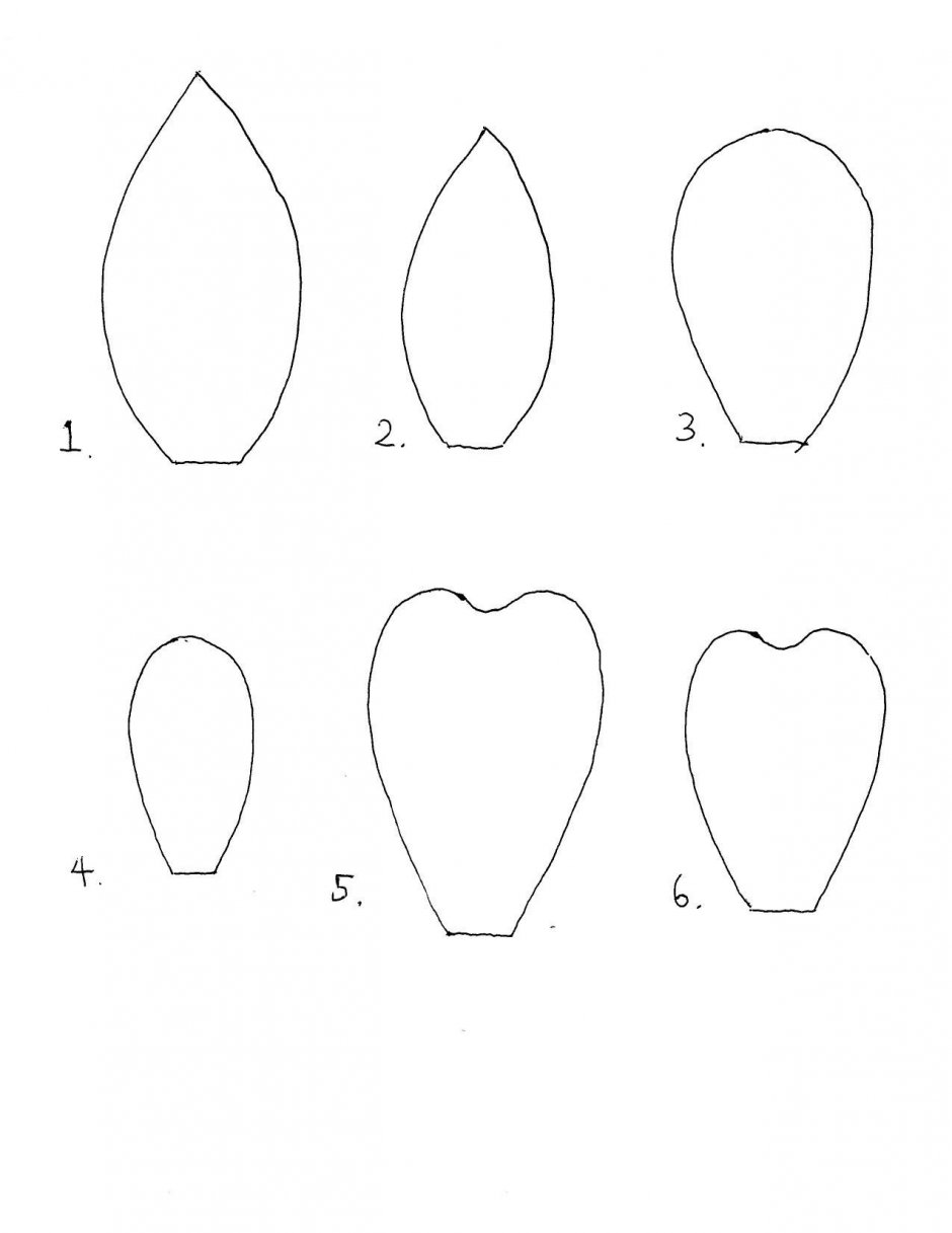 Чашелистик для розы из фоамирана шаблон