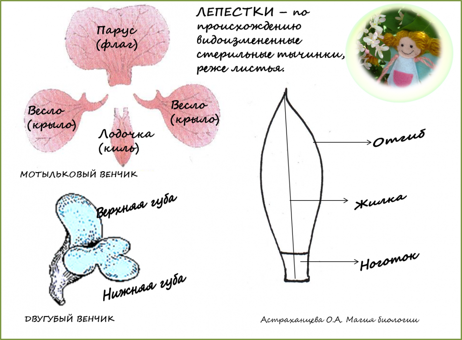 Трафарет цветка Ирис для фоамирана