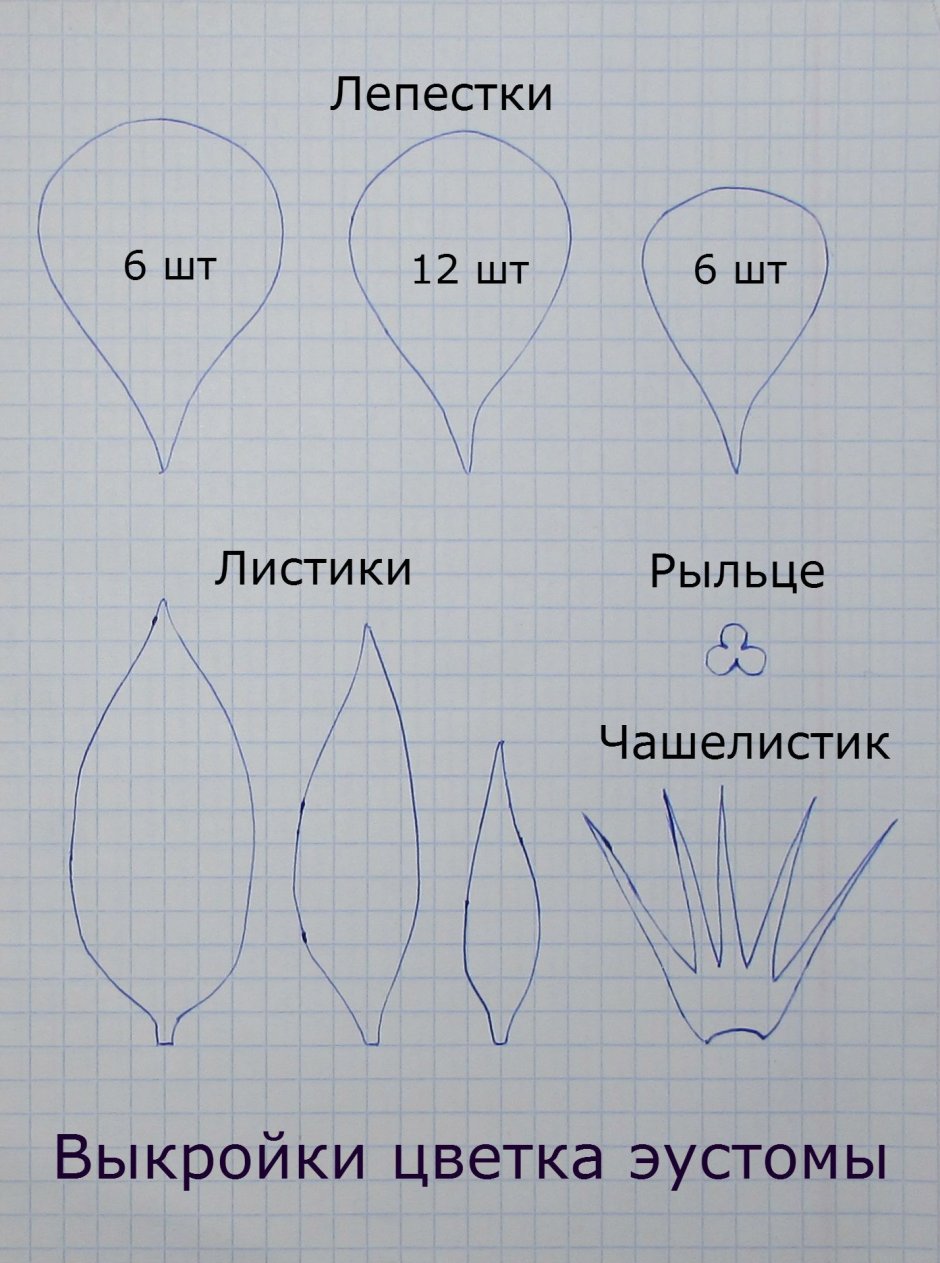 Лепесток тюльпана