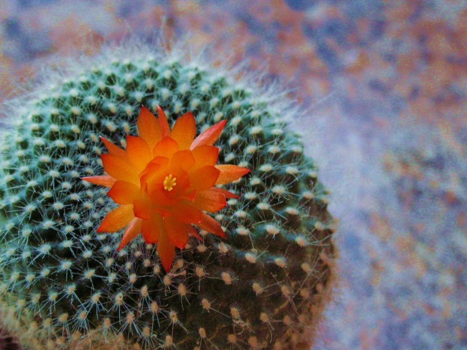 Круглый Кактус с цветком