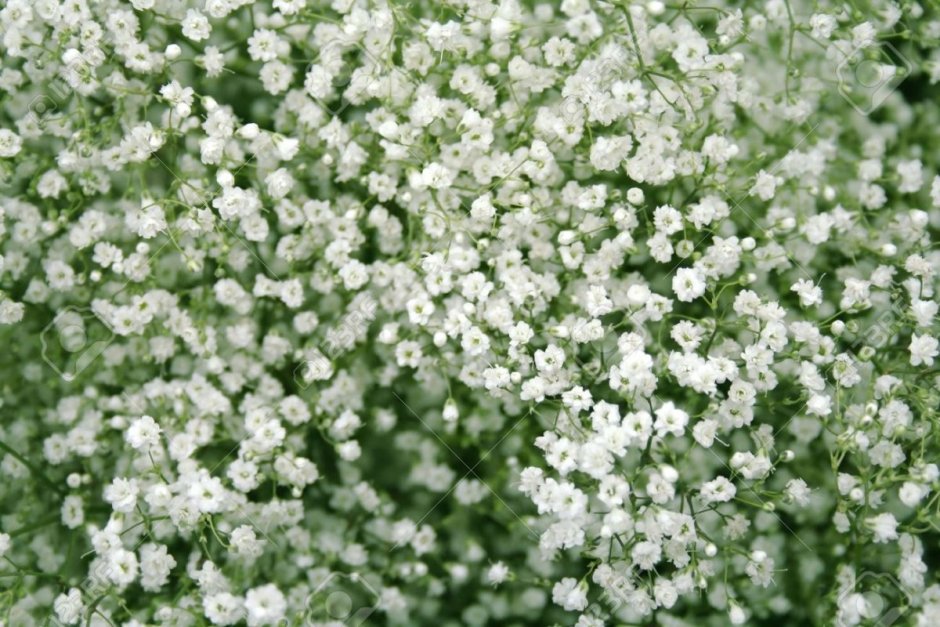 Гипсофила Baby's Breath