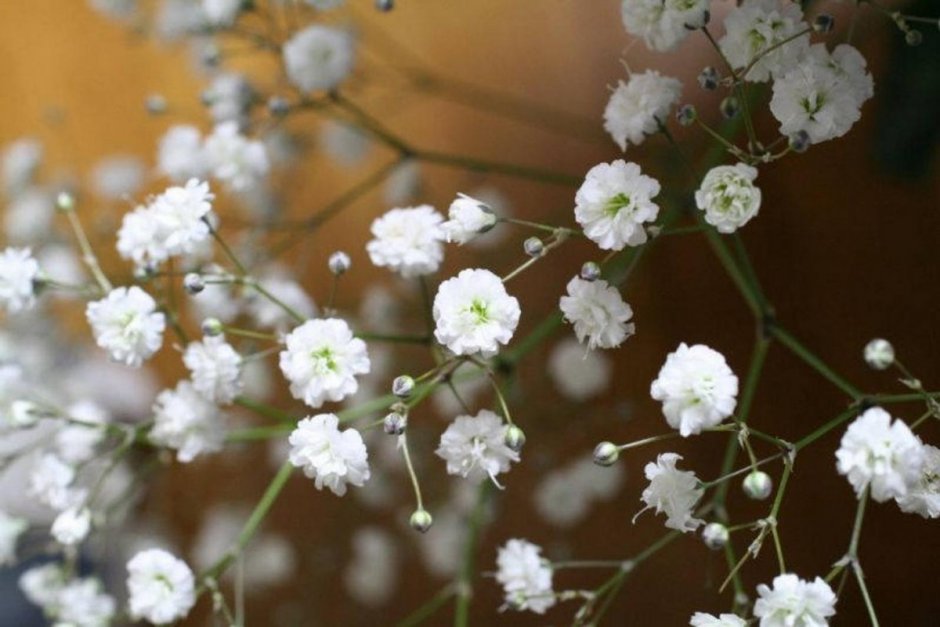 Stellaria jacutica