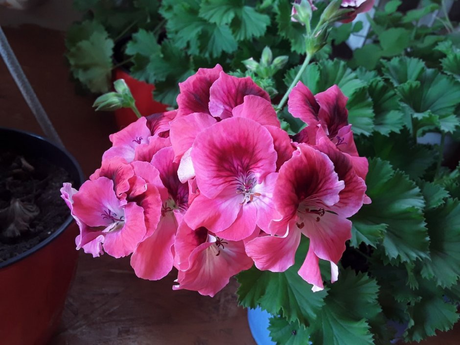 Пеларгония Pelargonium Elegance Pauline