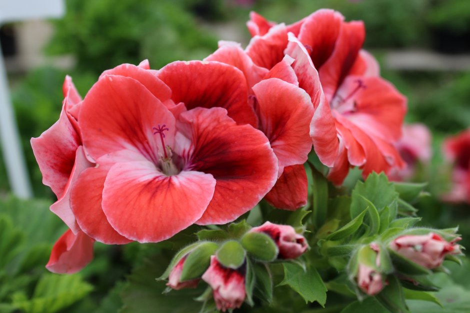 Пеларгония Королевская Regal Pelargonium