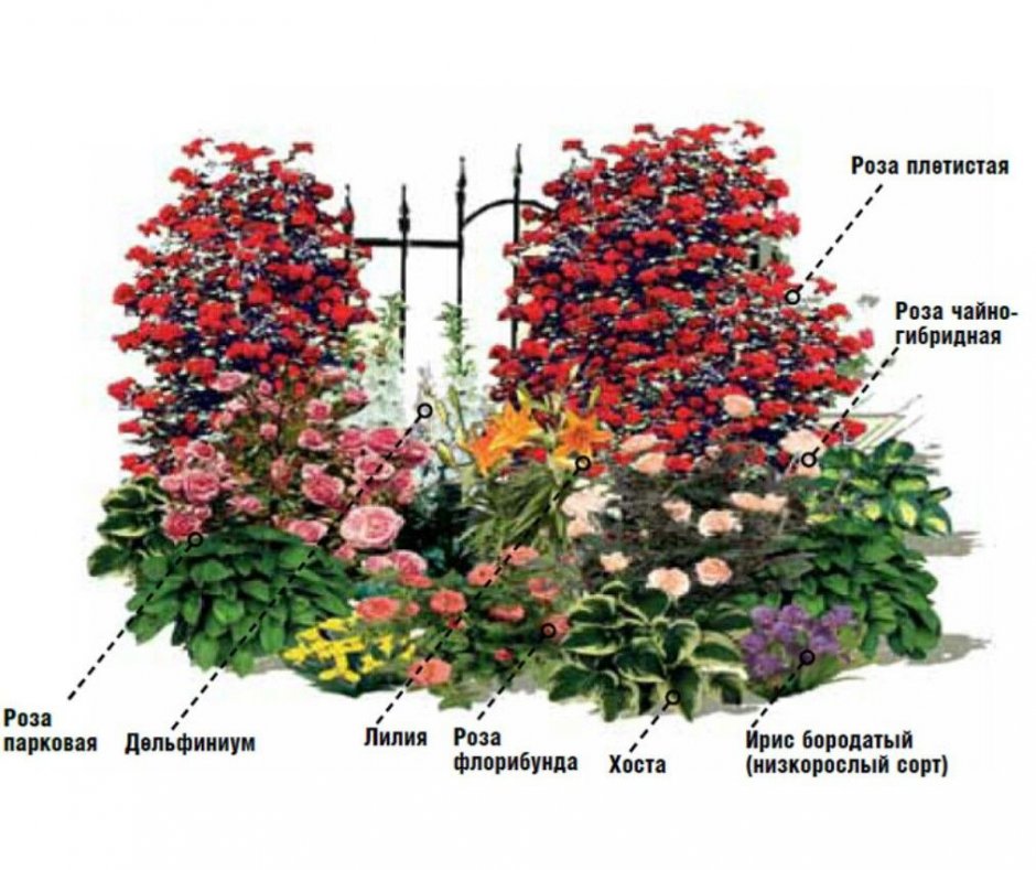 Роза плетистая в миксбордере