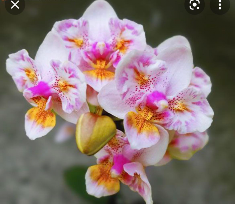 Орхидея Рейнбоу пелорик