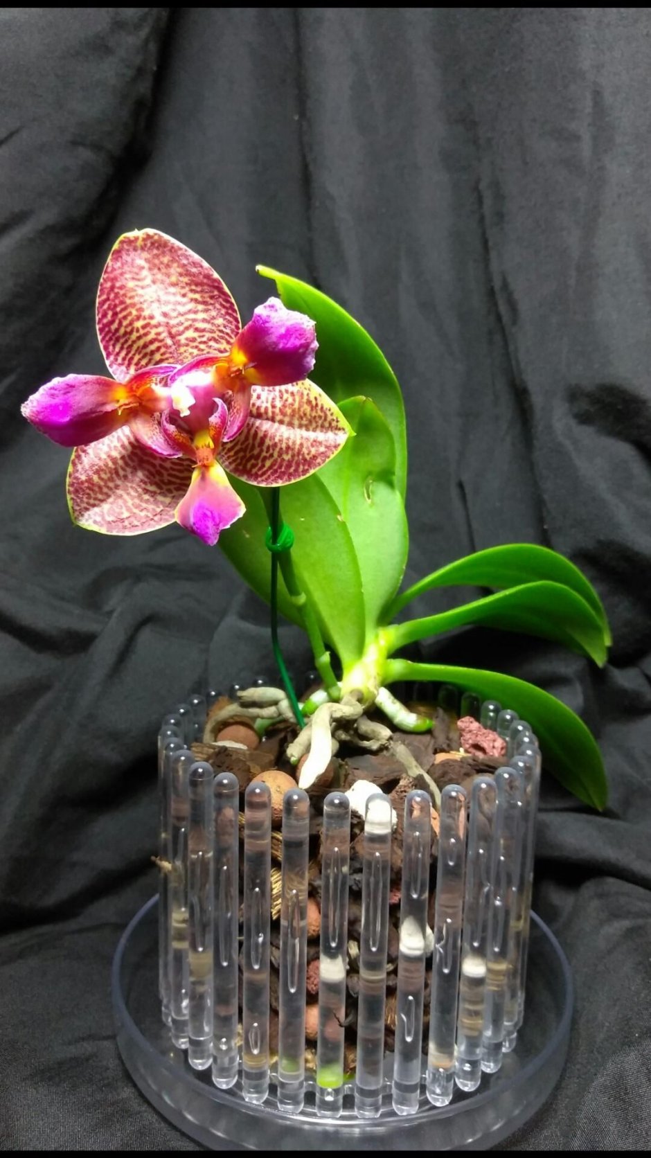 Phal. Joy Fairy Tale