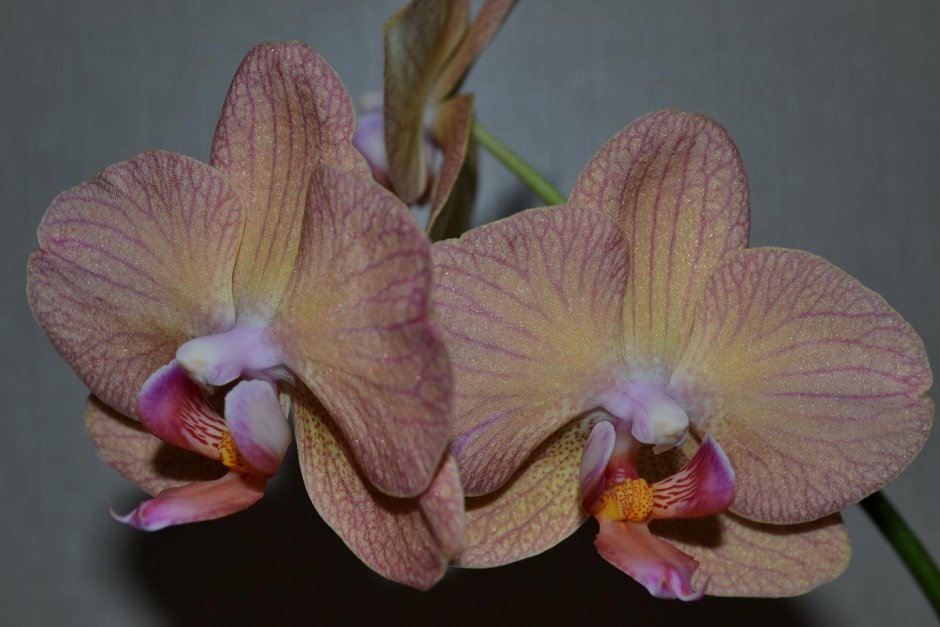 Орхидея Phal. Chialin Rainbow (peloric - 2 Eyes)