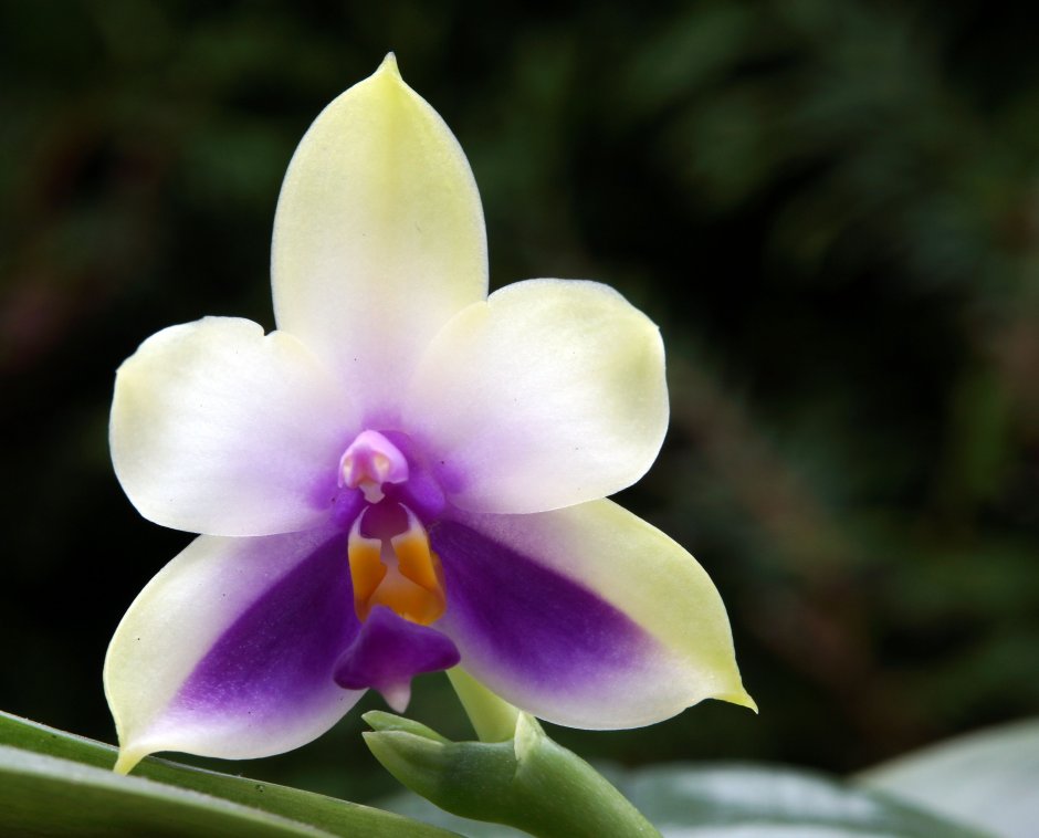 Phal. Bellina var. Blue