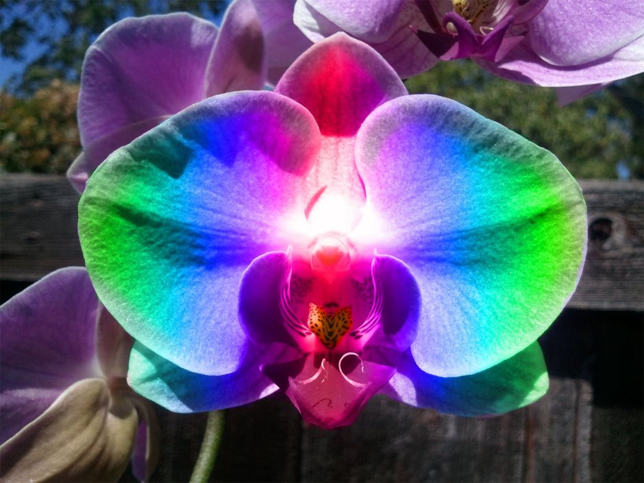 Rainbow Orchid