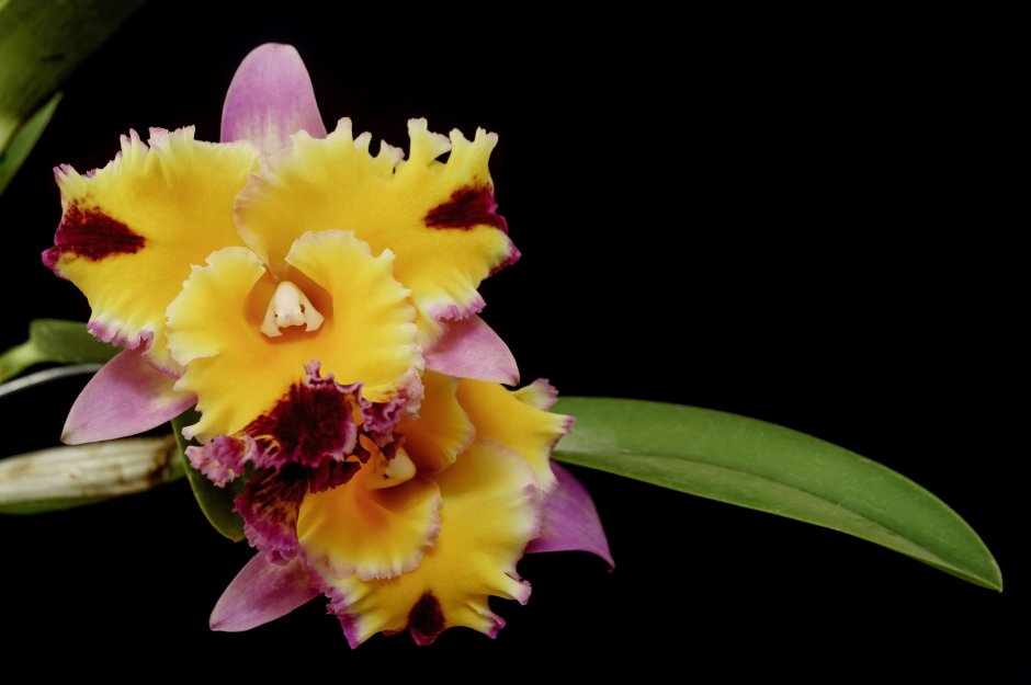 Каттлея Орхидея Rainbow