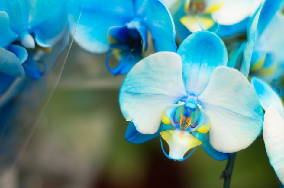 Орхидеи цвета Тиффани
