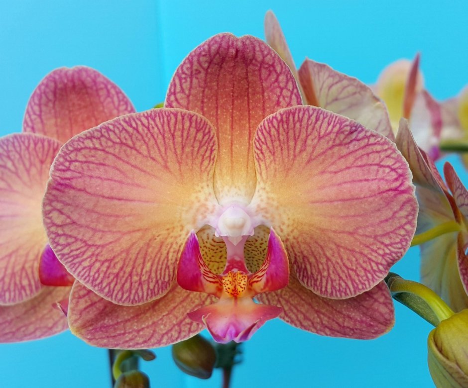 Орхидея Phal. Chialin Rainbow (peloric - 2 Eyes)