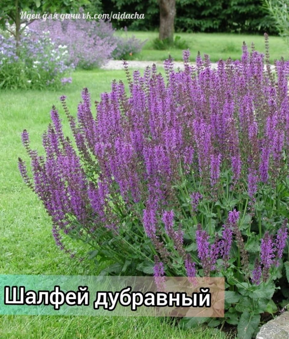 Шалфей Дубравный (Salvia nemorosa &#96;Blauhugel&#96;)