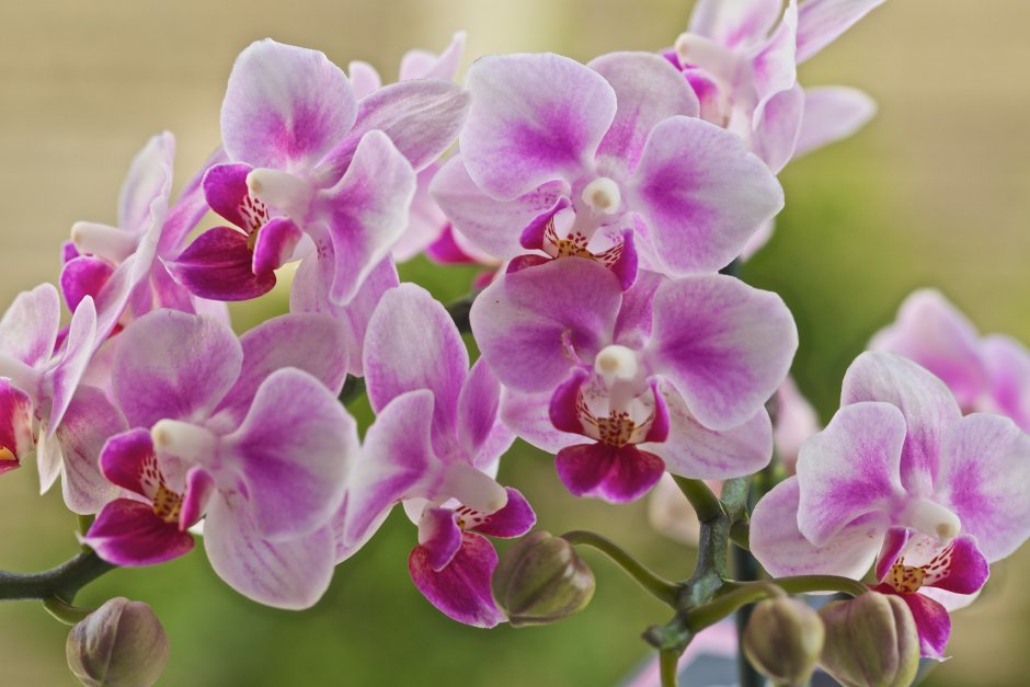 Lush Orchids Phalaenopsis