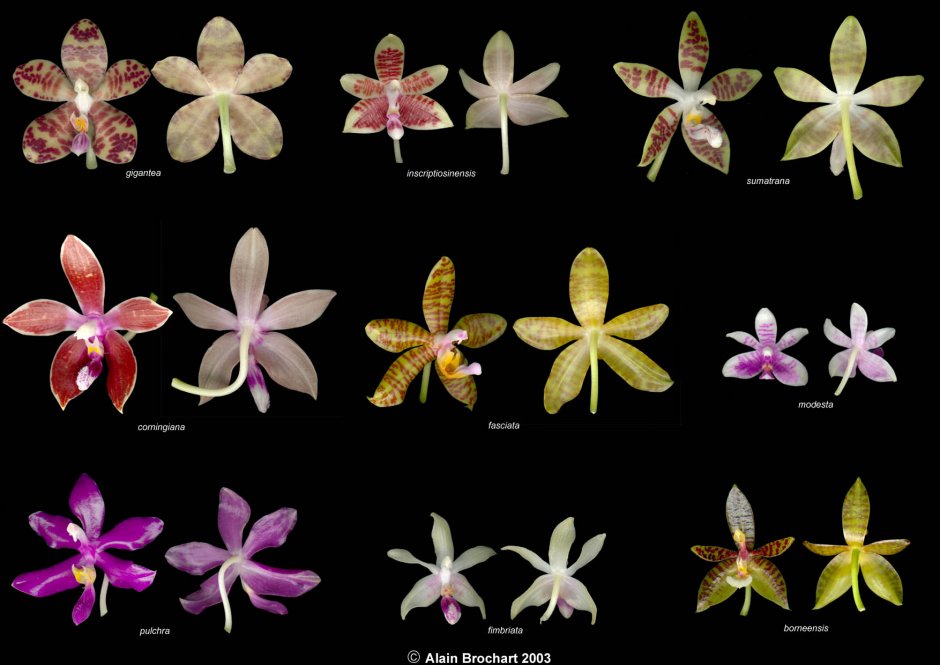 How many Types of Orchids