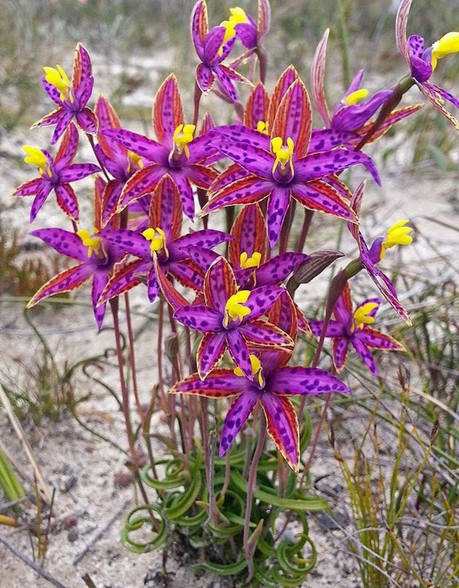 Thelymitra speciosa