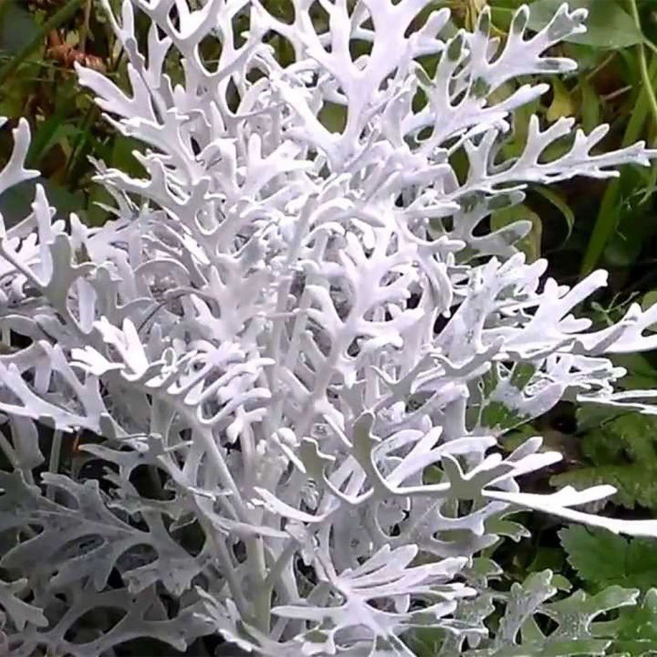 Цинерария Приморская cineraria maritima