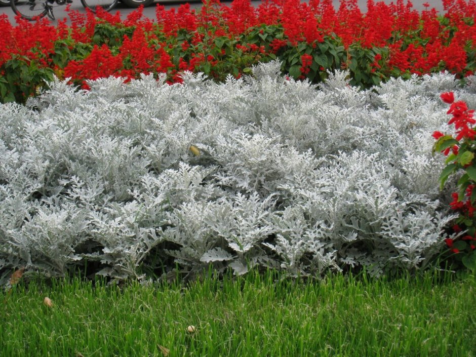 Цинерария Приморская cineraria maritima