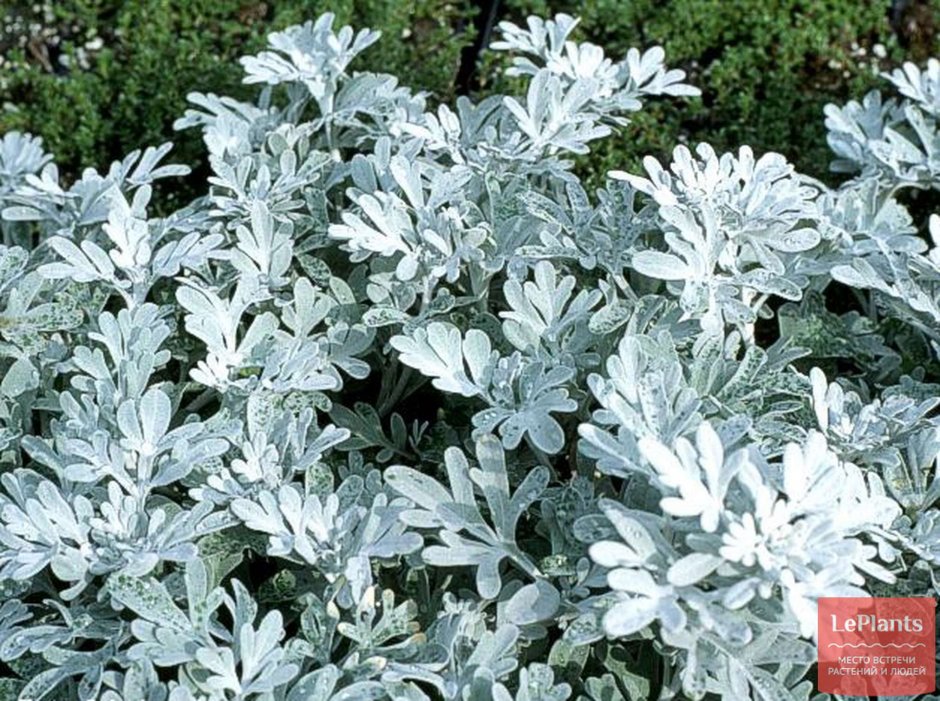 Полынь Стеллера, Artemisia stelleriana "Silver Brocade"