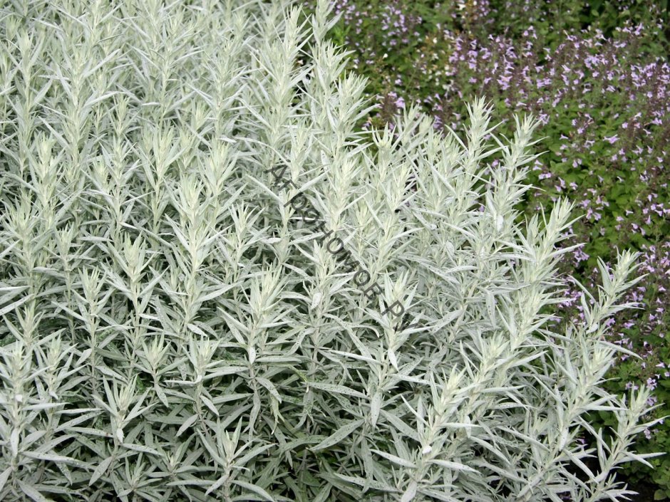 Полынь Людовика (Artemisia ludoviciana)