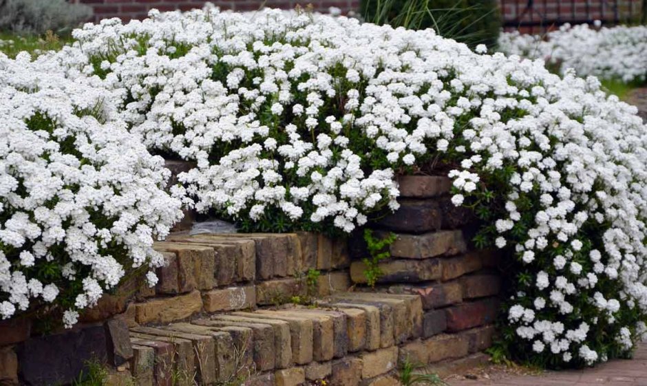 Иберис вечнозеленый / Iberis sempervirens "Whiteout"