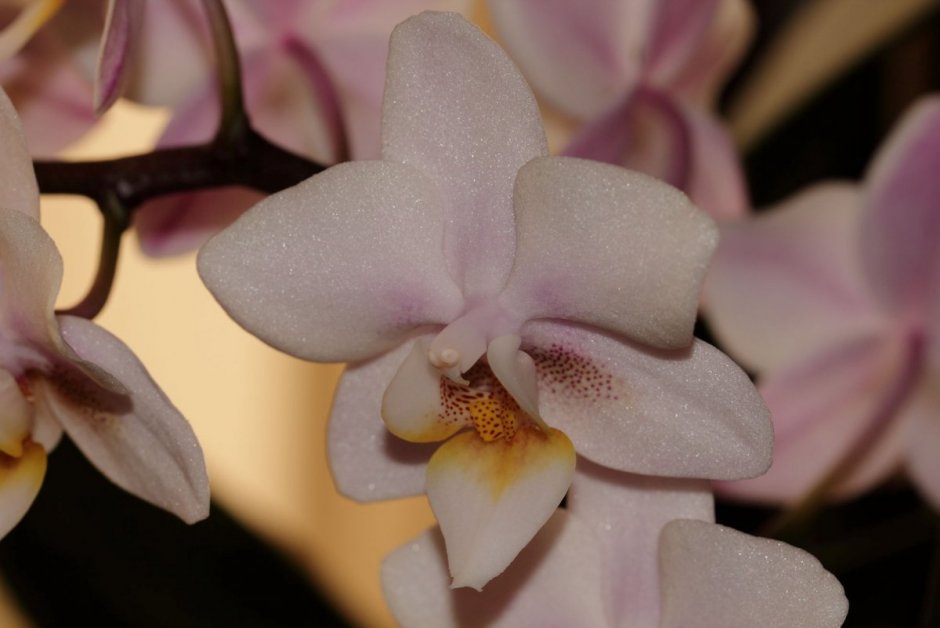 Орхидея Phalaenopsis