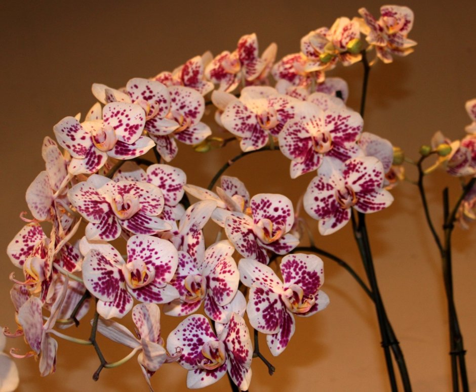 Phalaenopsis Multi. ...Lilac - фаленопсис