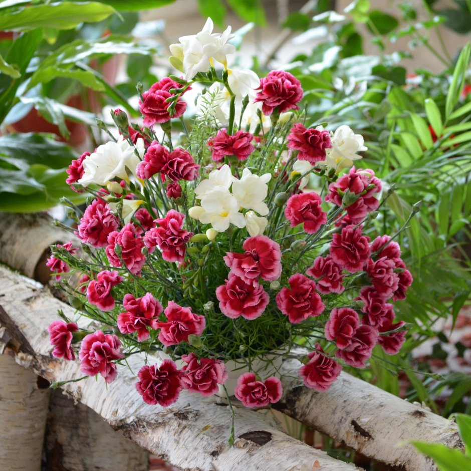 Гвоздика (Dianthus) шоугёрл