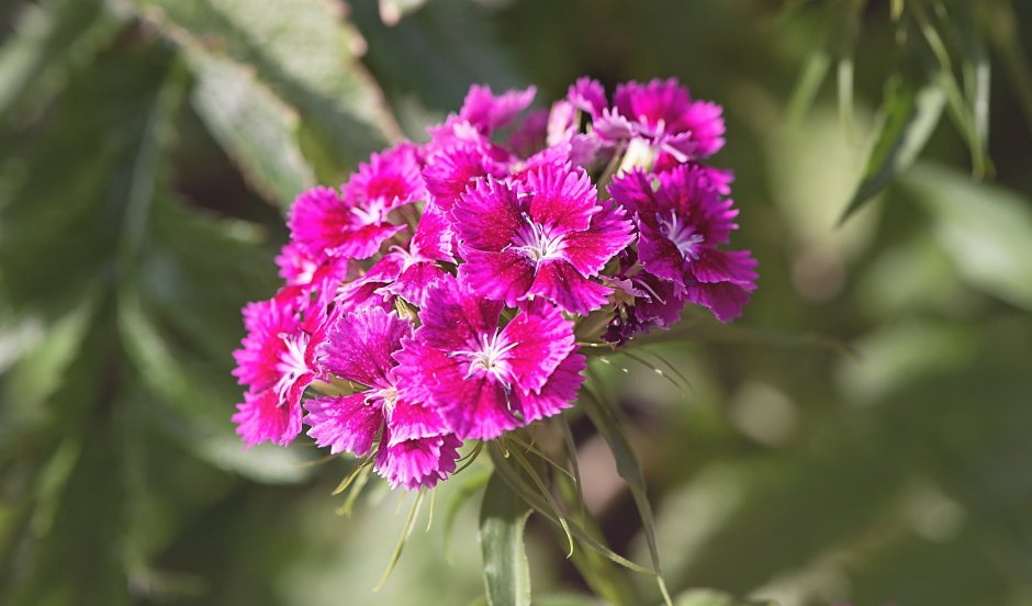 Гвоздика блестящая — Dianthus nitidus