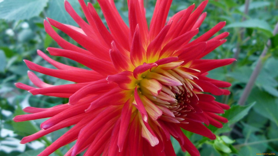 Георгин Императорский Dahlia Imperialis