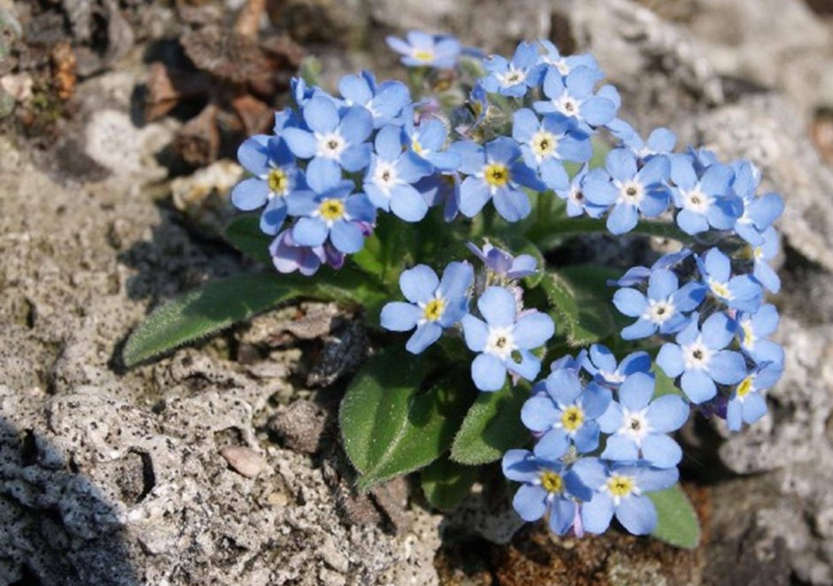 Незабудка Альпийская (Myosotis alpestris)