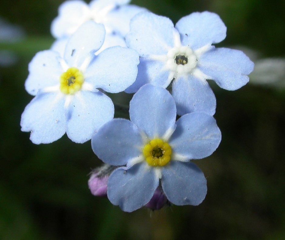 Белорусских незабудка минус. Незабудка Лесная Myosotis sylvatica. Незабудка Садовая голубая. Незабудка Полевая (Myosotis arvensis).