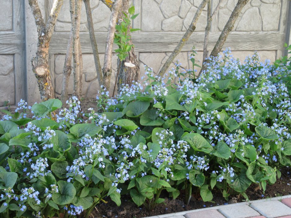 Myosotis nemorosa