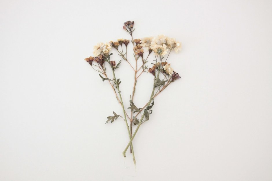 Dried Flowers сухоцветы