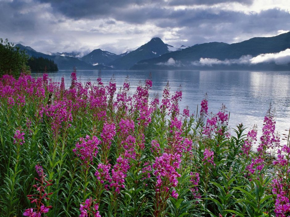 Аляска горы цветы