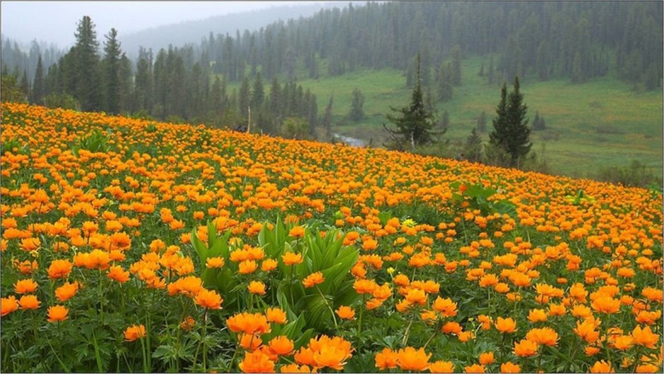 Сибирские цветы огоньки жарки
