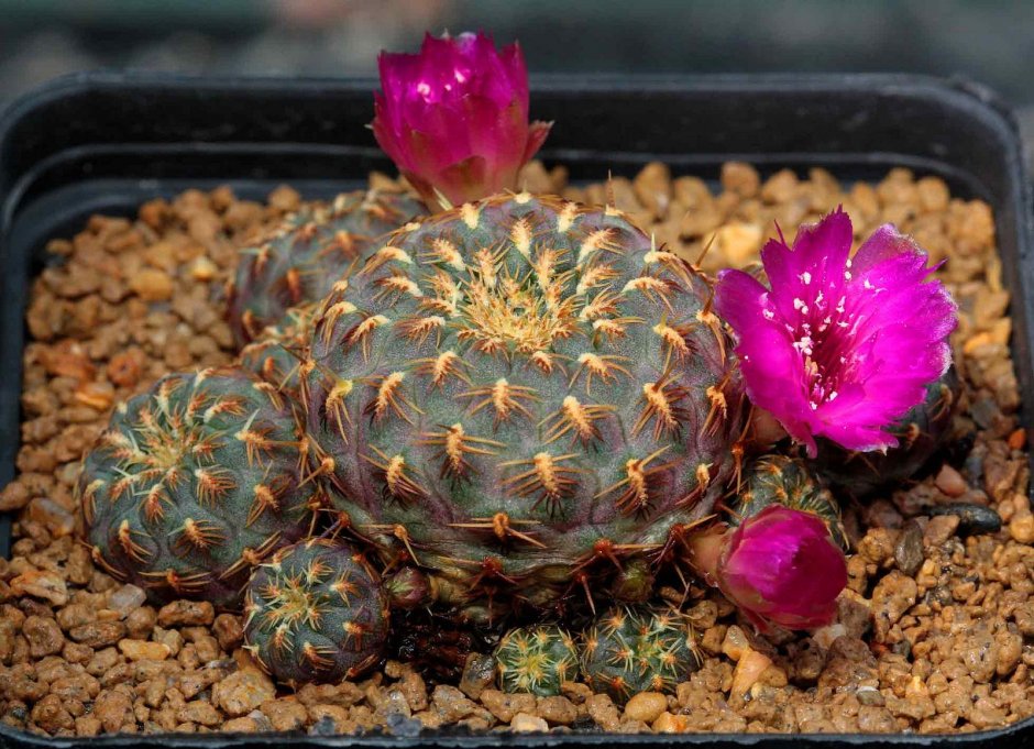 Кактус Sulcorebutia rauschii