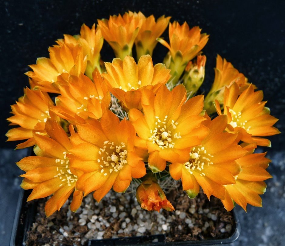 Суккулент Sulcorebutia