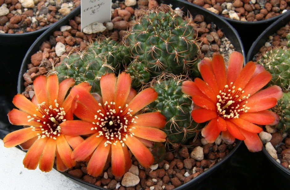 Rebutia tarvitaensis