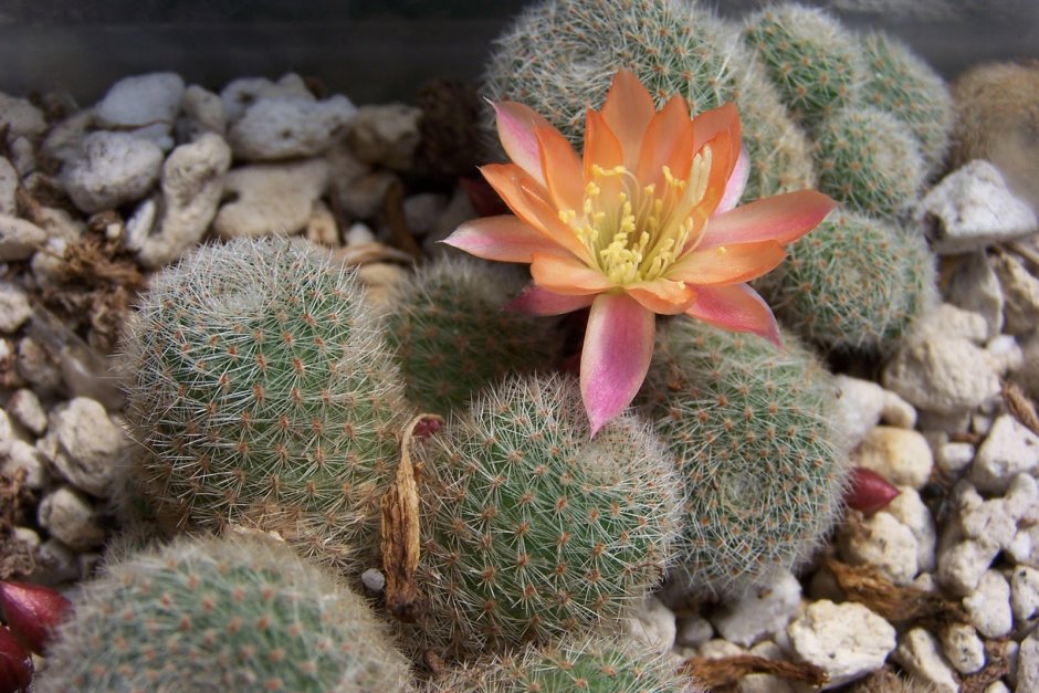 Rebutia haagei