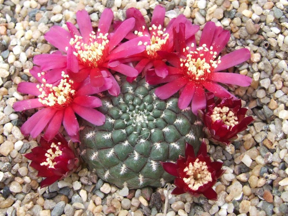 Sulcorebutia purpurea l 331a