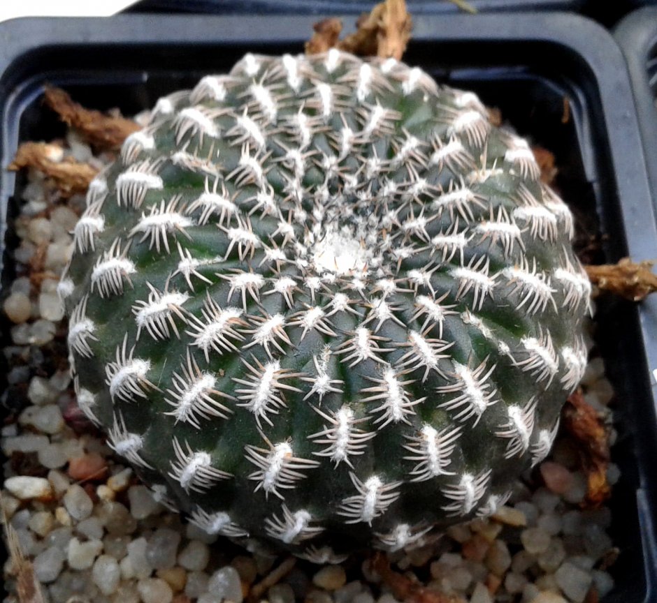 Mediolobivia Rebutia