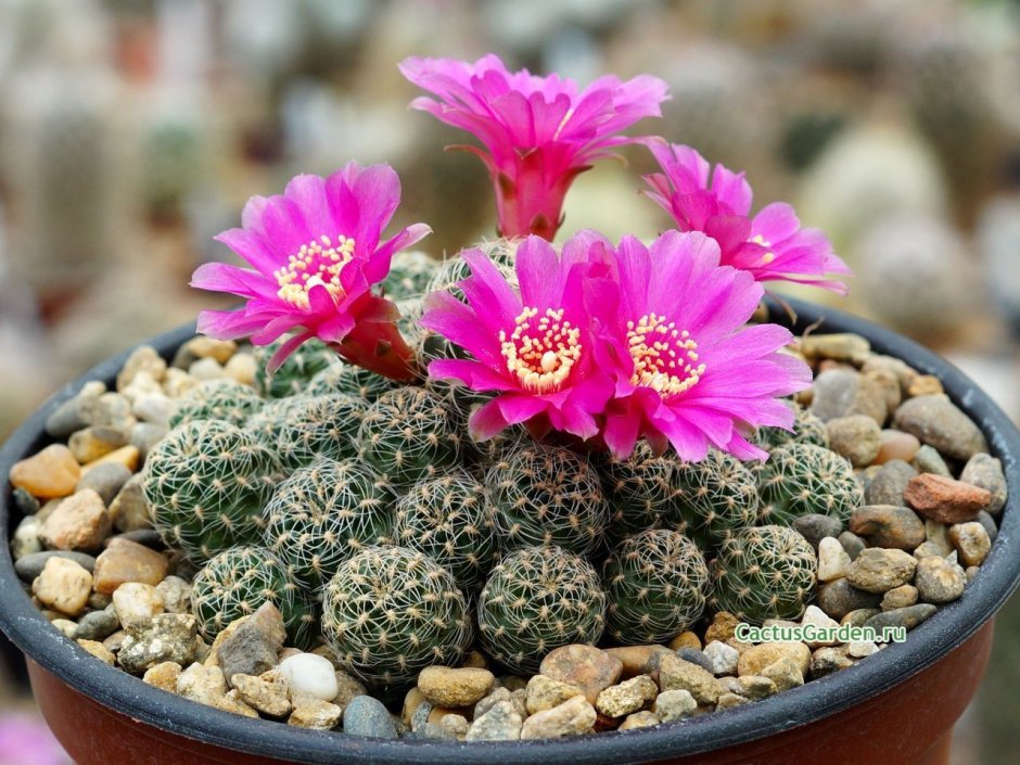 Кактус Sulcorebutia rauschii Red