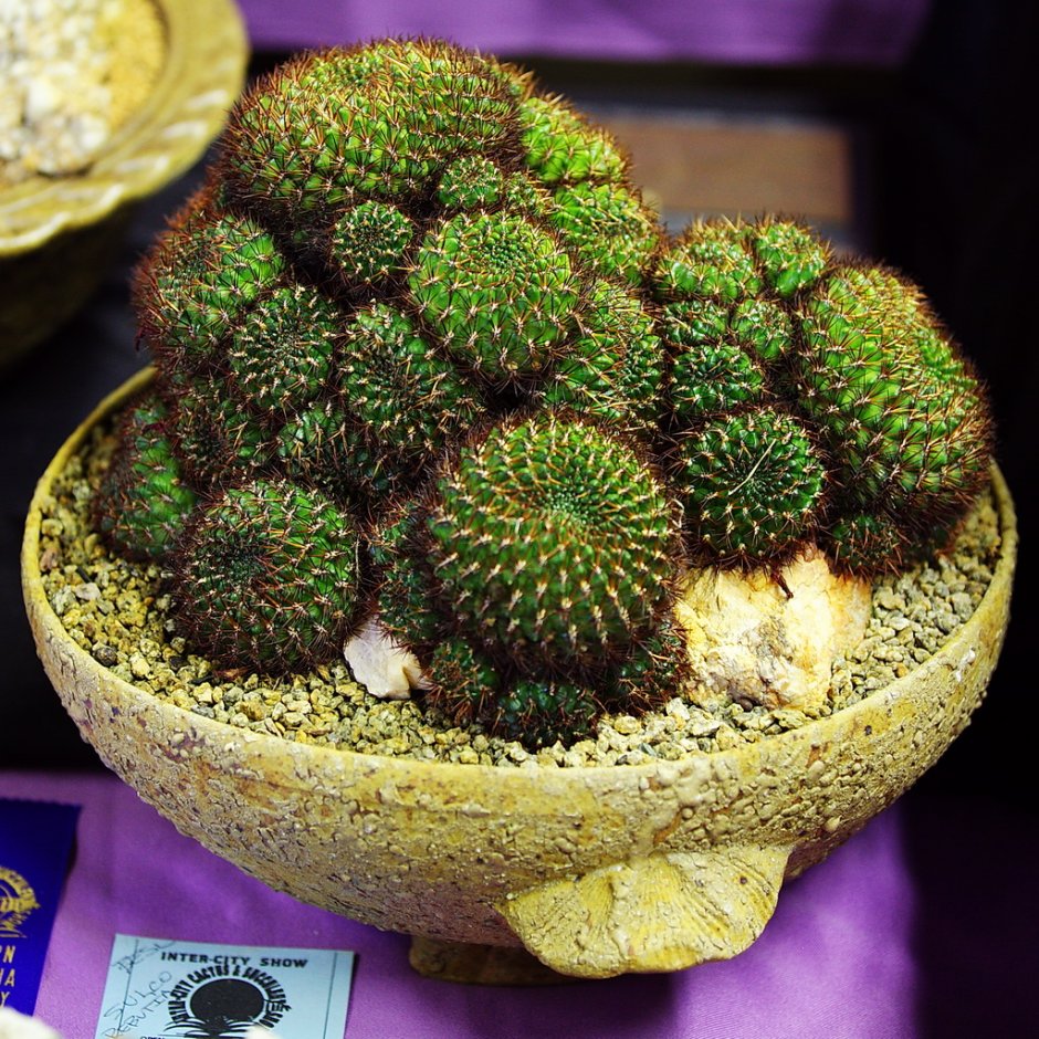 Sulcorebutia cardenasiana